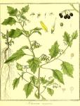 Vol. 02. Bild 40. Solanum nigrum.