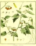 Vol. 02. Bild 41. Solanum villosum.