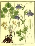 Vol. 03. Bild 06. Aquilegia vulgaris.