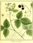 Vol. 03. Bild 10. Rubus nemorosus.