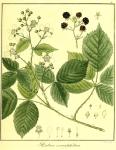 Vol. 03. Bild 11. Rubus corylifolius.