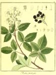 Vol. 03. Bild 12. Rubus fruticosus.