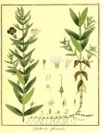 Vol. 03. Bild 13. Gratiola officinalis.