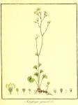 Vol. 03. Bild 23. Saxifraga granulata.