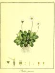 Vol. 03. Bild 24. Bellis perennis.