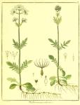 Vol. 03. Bild 31. Valeriana dioica.