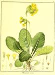 Vol. 03. Bild 34. Primula veris.