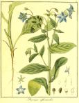 Vol. 03. Bild 38. Borago officinalis.