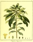 Vol. 03. Bild 44. Daphne laureola.