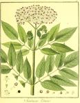 Vol. 04. Bild 15. Sambucus ebulus.