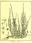 Vol. 04. Bild 17. Calluna vulgaris.