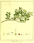 Vol. 04. Bild 20. Arbutus uva-ursi.