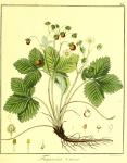 Vol. 04. Bild 26. Fragaria vesca.