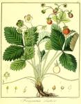 Vol. 04. Bild 27. Fragaria elatior.