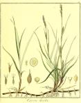 Vol. 05. Bild 09. Carex hirta.