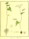 Vol. 05. Bild 24. Polygonum fagopyrum.