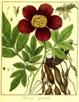 Vol. 05. Bild 26. Paeonia officinalis.