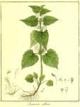 Vol. 05. Bild 41. Lamium album.