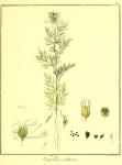 Vol. 06. Bild 16. Nigella sativa.