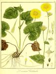 Vol. 06. Bild 21. Doronicum pardalianches.