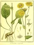 Vol. 06. Bild 22. Doronicum scorpioides.