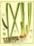 Vol. 06. Bild 31. Acorus calamus.