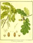 Vol. 06. Bild 36. Quercus pedunculata.