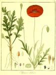 Vol. 06. Bild 39. Papaver dubium.