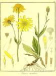 Vol. 06. Bild 47. Arnica montana.