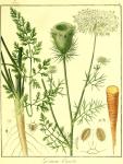 Vol. 07. Bild 02. Daucus carota.