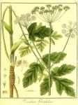 Vol. 07. Bild 10. Heracleum sphondylium.