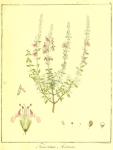 Vol. 08. Bild 02. Teucrium marum.