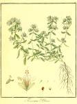 Vol. 08. Bild 05. Teucrium polium.