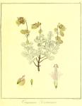 Vol. 08. Bild 06. Origanum dictamnus.