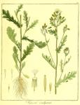 Vol. 08. Bild 10. Senecio vulgaris.