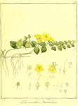 Vol. 08. Bild 16. Lysimachia nummularia.