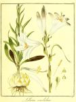 Vol. 08. Bild 26. Lilium candidum.