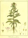 Vol. 08. Bild 33. Pedicularis palustris.