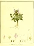 Vol. 08. Bild 34. Pedicularis sylvatica.