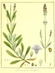 Vol. 08. Bild 38. Lavandula latifolia.