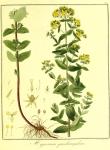 Vol. 08. Bild 43. Hypericum quadrangulare.