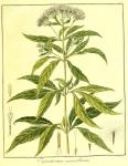 Vol. 08. Bild 44. Eupatorium cannabinum.