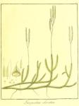 Vol. 08. Bild 47. Lycopodium clavatum.