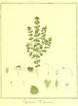 Vol. 09. Bild 07. Euphrasia rostkoviana.