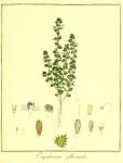 Vol. 09. Bild 08. Euphrasia officinalis.