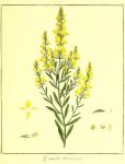 Vol. 09. Bild 11. Genista tinctoria.