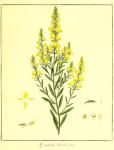 Vol. 09. Bild 11. Genista tinctoria.