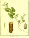 Vol. 09. Bild 20. Aristolochia longa.