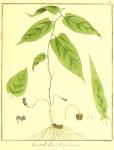 Vol. 09. Bild 21. Aristolochia serpentaria.