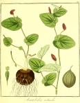 Vol. 09. Bild 22. Aristolochia rotunda.